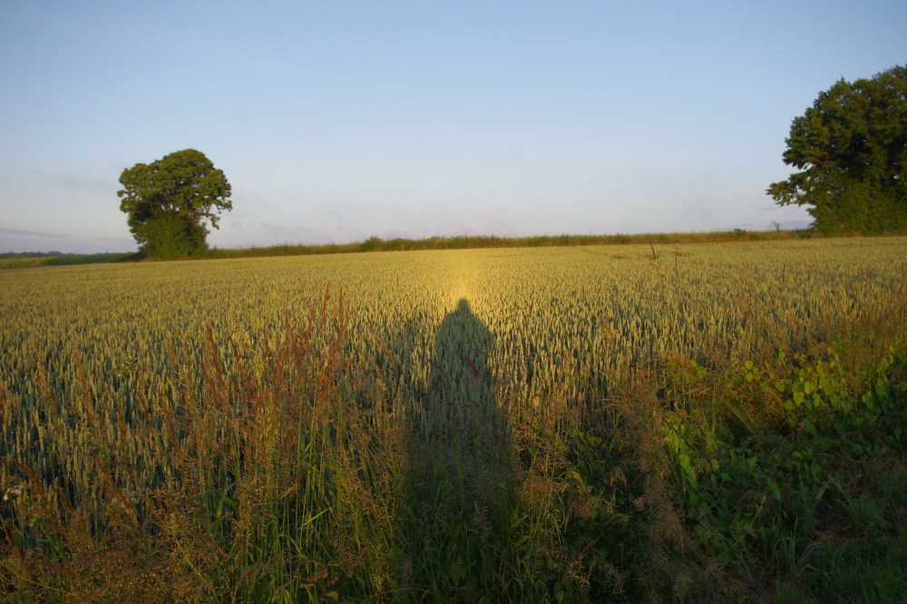 Take me to your leader!